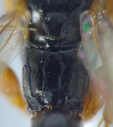 Réf. 246 333 : Hypsicera ecarinata
